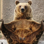 bigbear-mkii's Avatar'