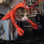 LobsterCatEric.'s Avatar'