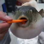 PufferFishRbbt's Avatar'