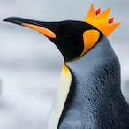 PerchingPelican's Avatar'