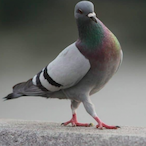 IL_PICCI-ONE's Avatar'
