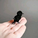 DonCorvus's Avatar'