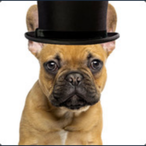 Dogwithahatt's Avatar'