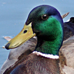 MallardTV_YT