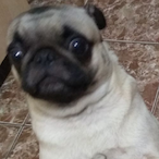 WFZ gh0st's Avatar'