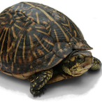 OperatorTurtle's Avatar'