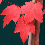 maple_leaf.'s Avatar'