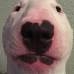 Walter.MSU's Avatar'