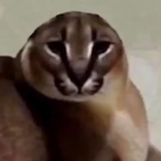 BigFloppa-'s Avatar'