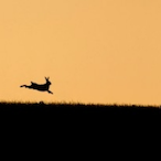 Woofwoof8302's Avatar'