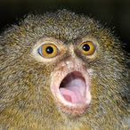 Sperlisaurier's Avatar'