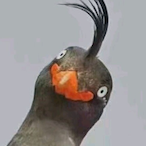 LeonardoMu's Avatar'
