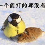 AntiratsBird's Avatar'