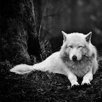 Deadwulf12's Avatar'