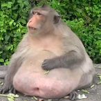 Anita_Handjab's Avatar'