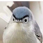 TheOneMan001's Avatar'