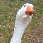 ImSuchAturtle's Avatar'