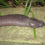 sukysuckey's Avatar'