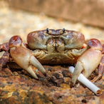 ChillFlexovich's Avatar'