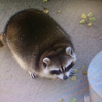 moedog4863's Avatar'