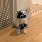 MyL0VEAlphaxX29's Avatar'