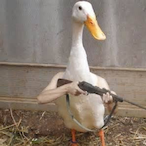 DouglasIsADuck's Avatar'