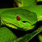 SnakeBiteGB's Avatar'