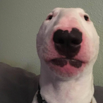 raedshahwei's Avatar'