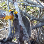 balIinfaneto's Avatar'