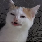 ShyVoiceTofu's Avatar'