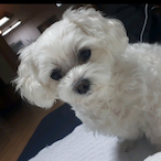 Coco_Mingji_DOG's Avatar'