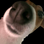 Igetstuffed's Avatar'