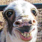 Bonnieswxngs's Avatar'