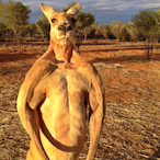 Kangarooda's Avatar'