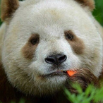Pzvda's Avatar'