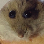 EhrenHamster's Avatar'