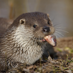 VariabIeRifIe's Avatar'