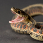 TheMrKingSnake's Avatar'