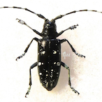 Carbocrab22's Avatar'