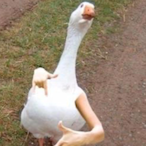 DJDovahFish's Avatar'