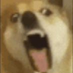 CrazyasXdog's Avatar'