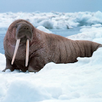 angry-walrus's Avatar'