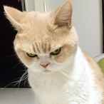 Gimp_killer-'s Avatar'