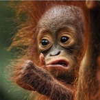 Chilli-Pepper's Avatar'