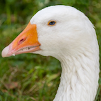 Goose.nG's Avatar'