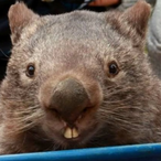 J3_WombatAttack's Avatar'