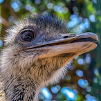 MaybeOstrich's Avatar'