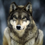 arcticgamez's Avatar