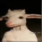 Bearba468's Avatar'