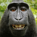 Monke_Guy's Avatar'